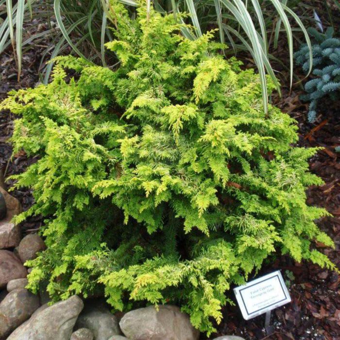 Top 12 varieties of blunt-leaved cypress with names and characteristics