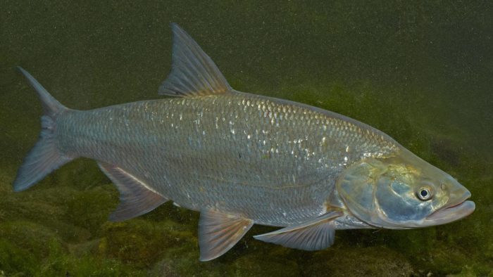 Rapfen, was ist das für ein Fisch?