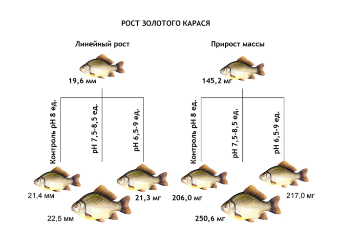 havuz balığı fotoğrafı