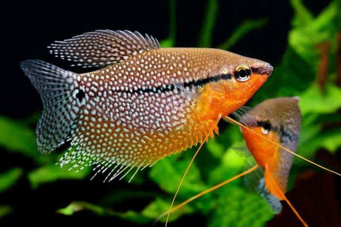 Top 20 most beautiful fish in the world, their descriptions and characteristics