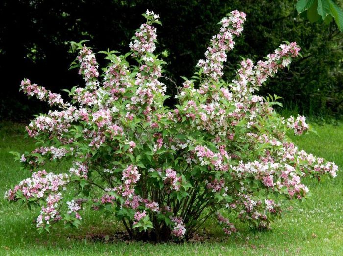 Deutzia-Busch 