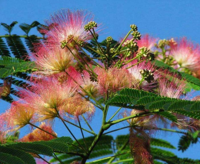 Beschreibung von Albizia