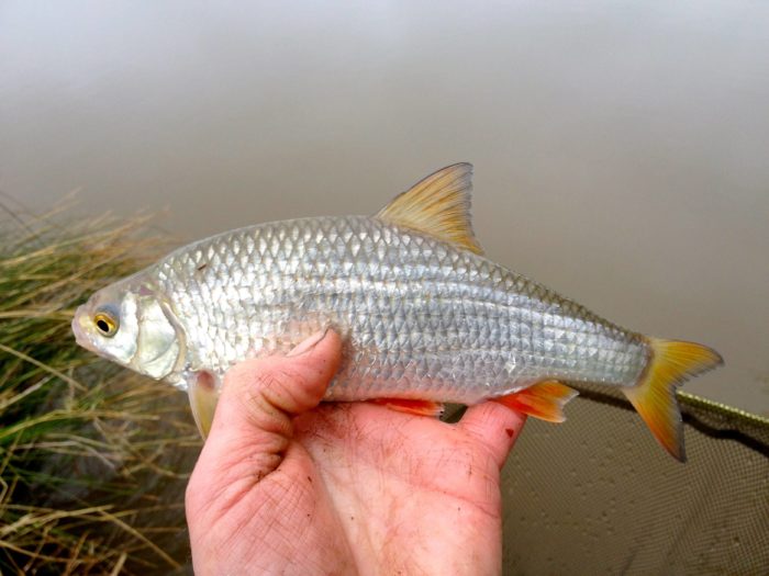  chebak fishing