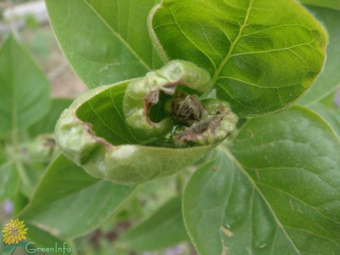 Description des maladies et des ravageurs du lilas - comment y faire face, méthodes de traitement