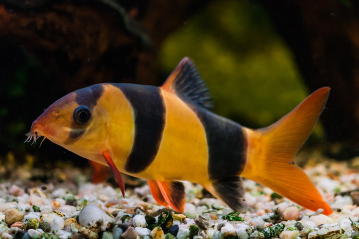 Top 20 most beautiful fish in the world, their descriptions and characteristics