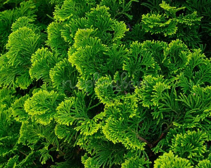 Top 12 varieties of blunt-leaved cypress with names and characteristics