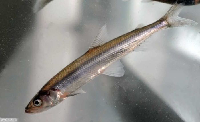 capelin fish live