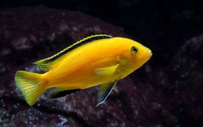 Top 20 nejkrásnějších ryb na světě, jejich popisy a vlastnosti