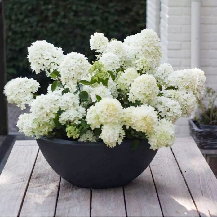 Bombenfoto der Hydrangea paniculata