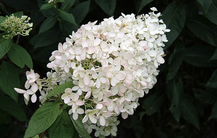 Hortenzijas paniculata bumbas foto