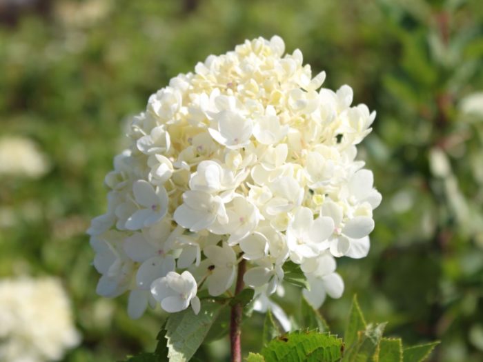 Hortenzijas paniculata bumba