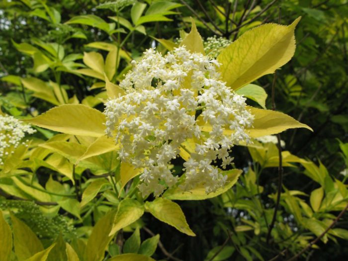 Description of black elderberry variety Aurea