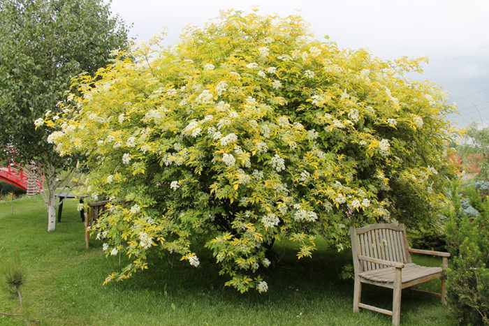 Description of black elderberry variety Aurea photo