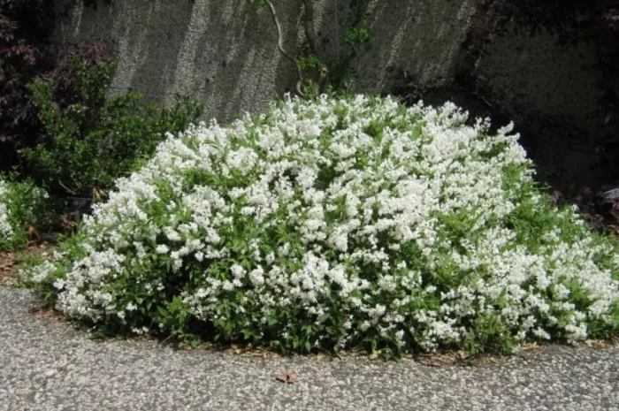 Deutzia çalı fotoğrafı