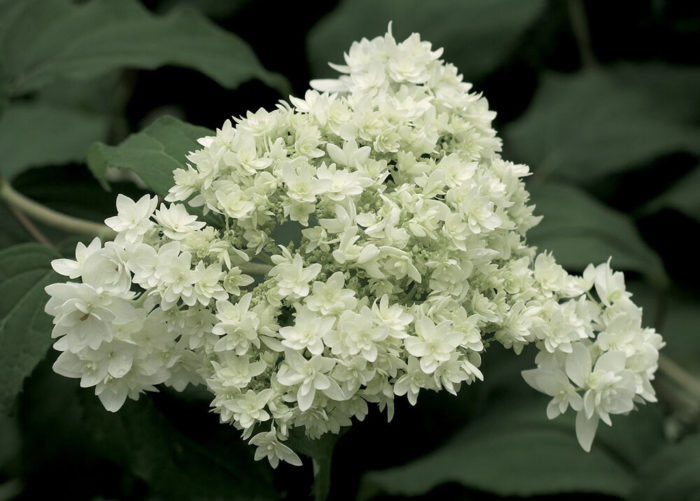 HYDRANGEA HYDRES STARBURST 