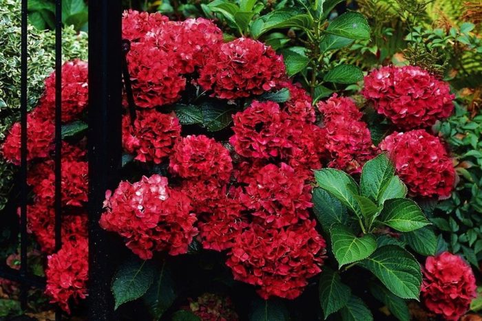 hortensia roja