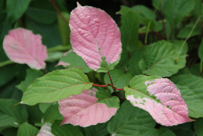 Actinidia Kolomikta Adam