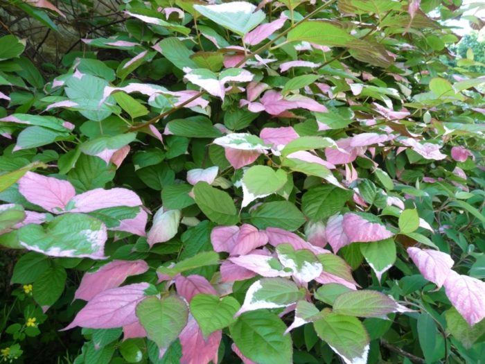 Actinidia Kolomikta Adam foto