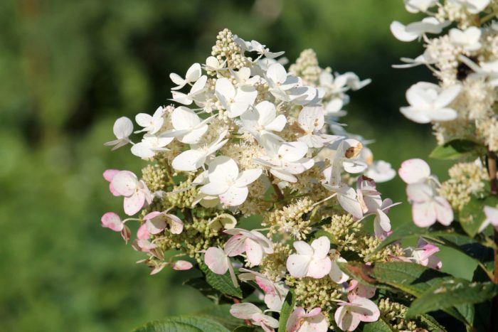 paniculate hortenzie Tardiva