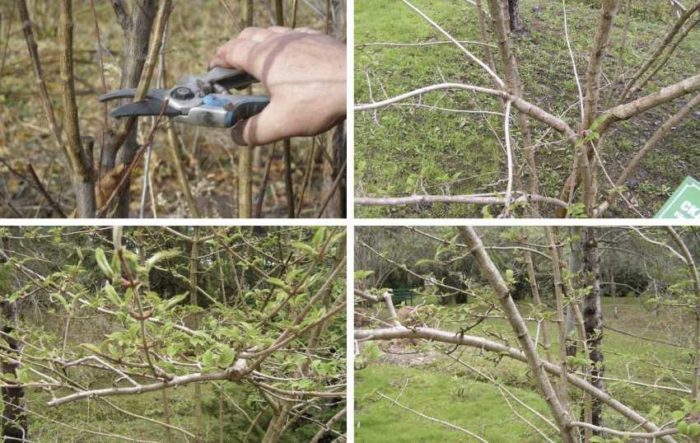 Rules for pruning viburnum Buldenezh