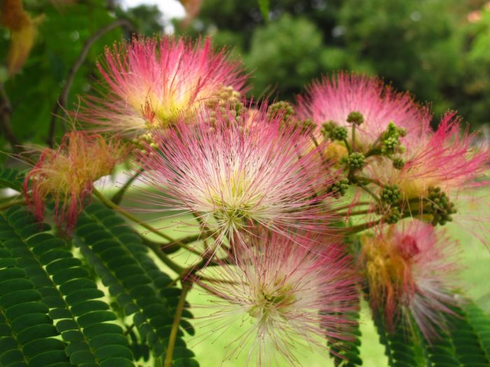  Albizia-Foto