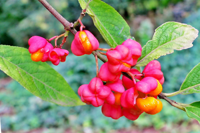 Euonymus europeo: plantación y cuidado, reproducción.