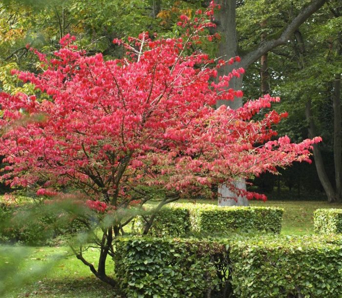 European euonymus: pagtatanim at pangangalaga, pagpaparami