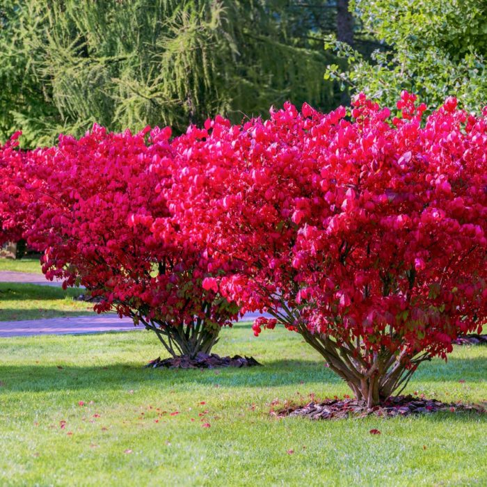 European euonymus: pagtatanim at pangangalaga, pagpapalaganap ng larawan