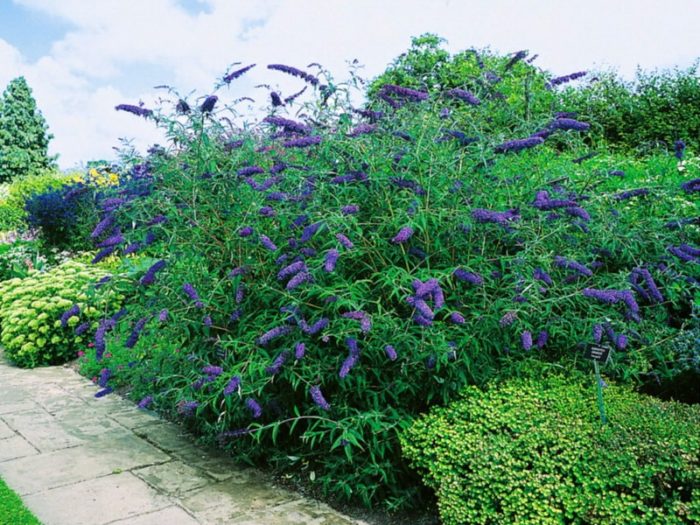 Buddleia Davida fajta Nano Blue fotó