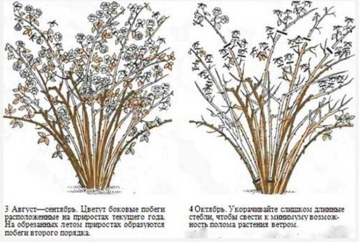 Diagramm zum Beschneiden von Blasenkarpfen