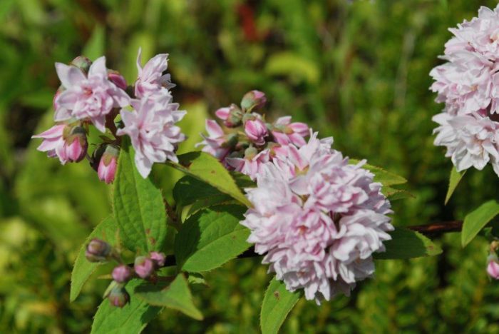 Deytsia Pompon rose