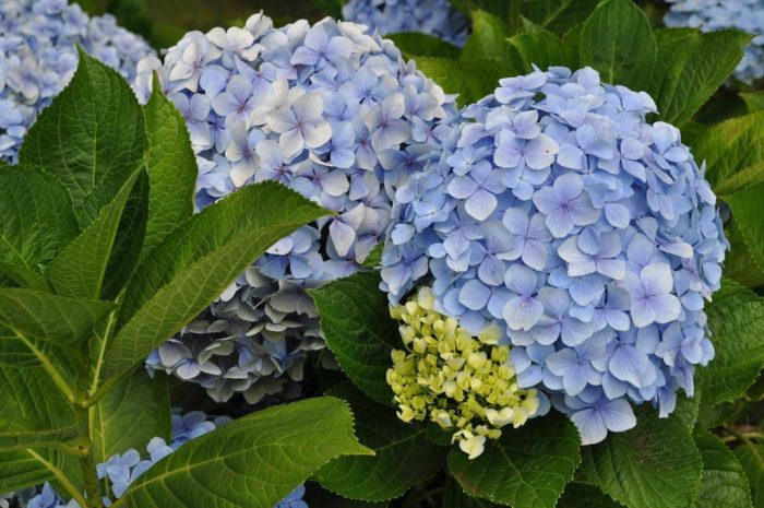 Variedad de hortensias Early Blue foto