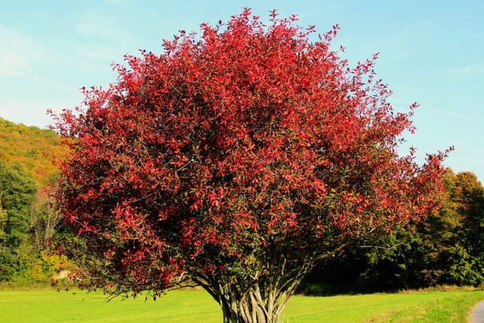 European euonymus: pagtatanim at pangangalaga, pagpaparami