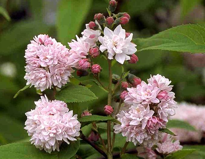 Photo de pompon rose Deytsia