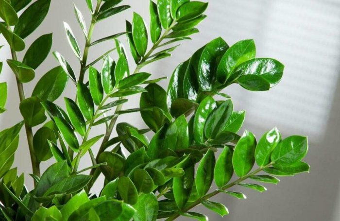 Zamioculcas (dolar ağacı) 