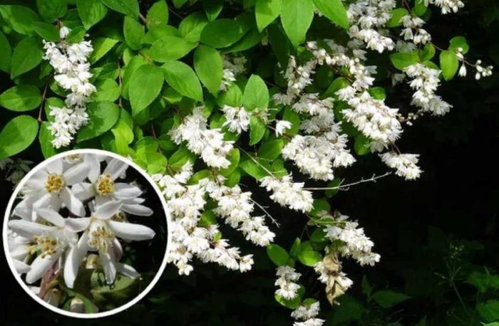 Fotografie keře Deutzia