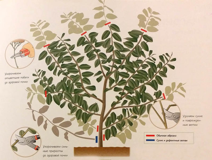 Rules for pruning viburnum Buldenezh