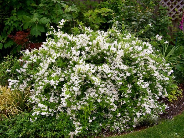 keř deutzia 