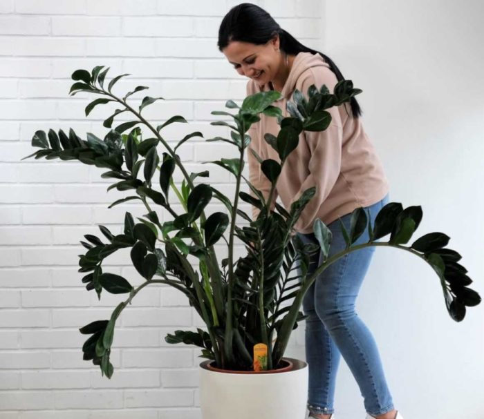 Tecken och vidskepelser om Zamioculcas foto