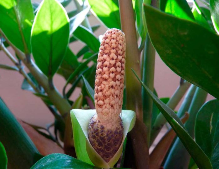 Zamioculcas (dolar ağacı) fotoğrafı