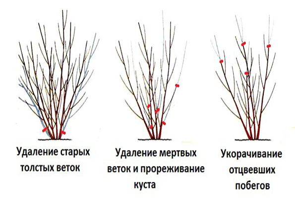 Pruning bladderwort