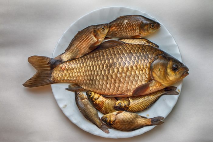 paano tumubo ang crucian carp photo