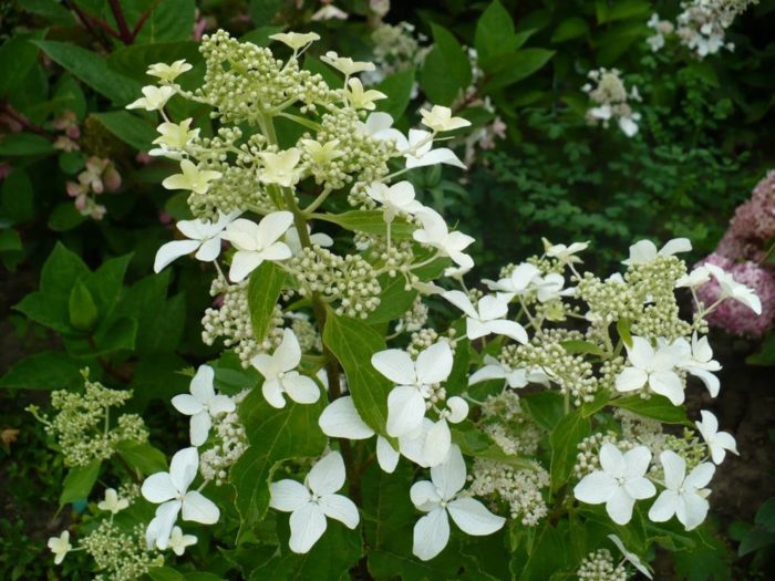 Hortensia paniculata Lumière des étoiles magique