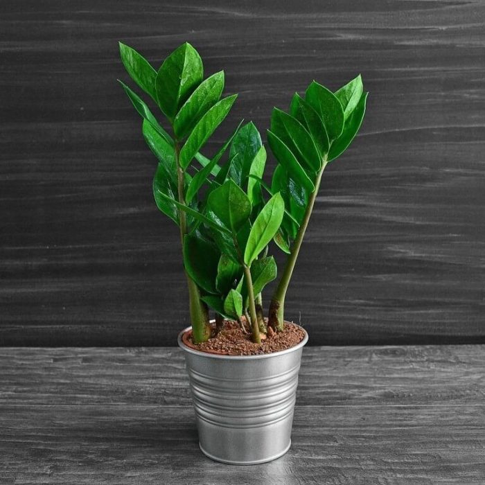 Zamioculcas (dolar ağacı) fotoğrafı