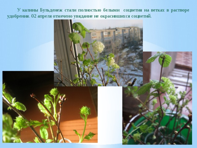 Rules for pruning viburnum Buldenezh