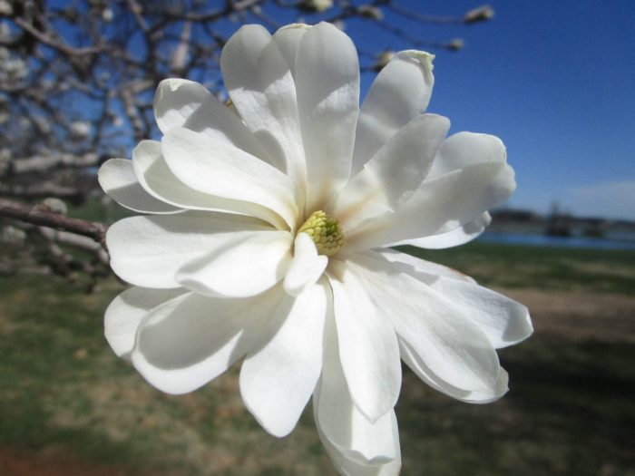 estrella de magnolia