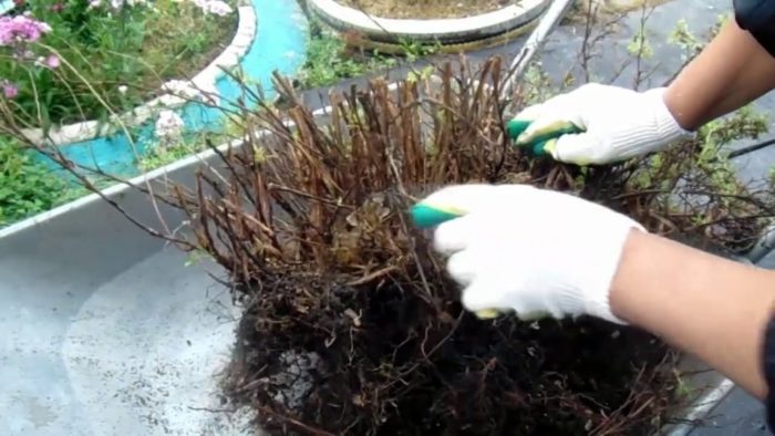 Fingerkrautstrauch (Kurilen-Tee) beschneiden: Herbst, Frühling, wie und wann man beschneidet