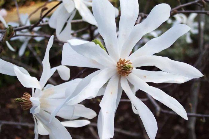 foto de estrella de magnolia