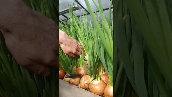 How to cut onions correctly