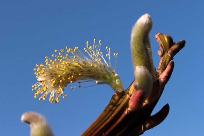 willow flowering dates in what month